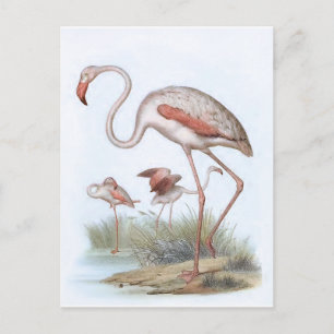 Flamingo Vintage-Vogelillustration Postkarte