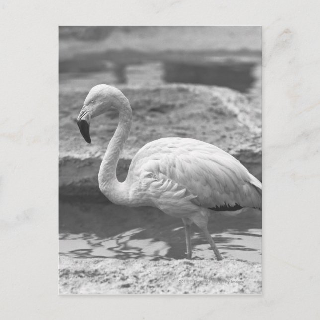 Flamingo Wading in Wasser B&W Postkarte (Vorderseite)