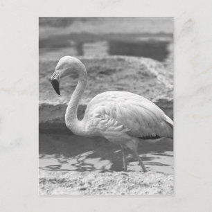Flamingo Wading in Wasser B&W Postkarte