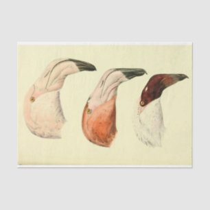 Flamingoes Bird Ephemerge Seidenpapier