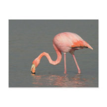 Flamingogrußkarte