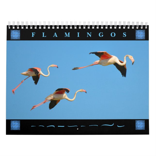 Flamingos 12 Monate Kalender (Titelbild)