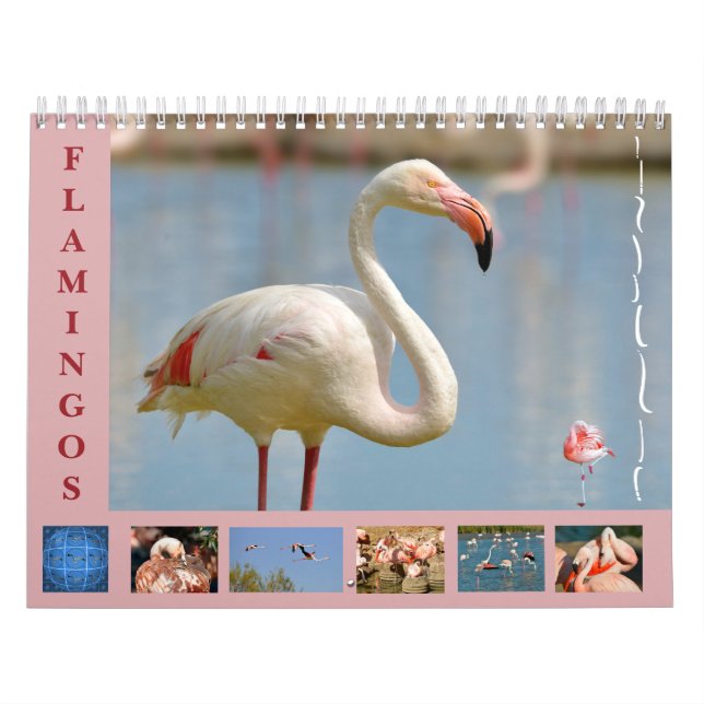 Flamingos 12 Monate Kalender (Titelbild)