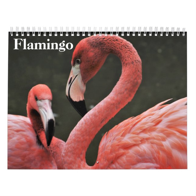Flamingos 2025 kalender (Titelbild)