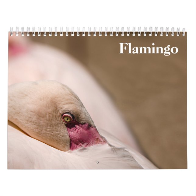 Flamingos 2025 kalender (Titelbild)