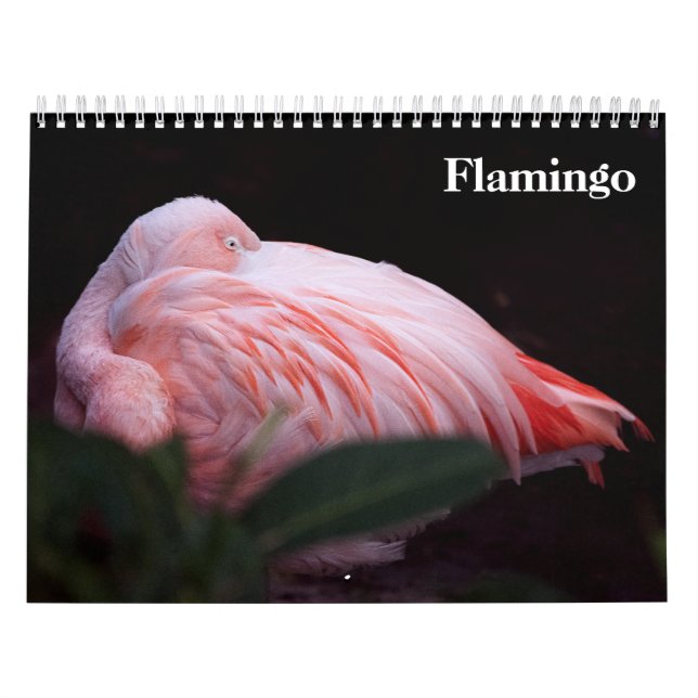 Flamingos 2027 kalender (Titelbild)