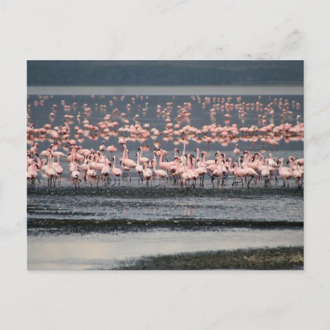 Flamingos am Nakuru-See in Kenia Postkarte (Vorderseite)