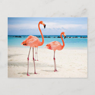 Flamingos am Strand Postkarte