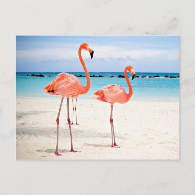 Flamingos am Strand Postkarte (Vorderseite)