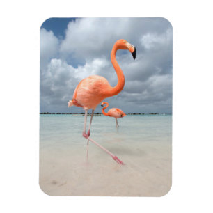 Flamingos Beach Aruba Magnet