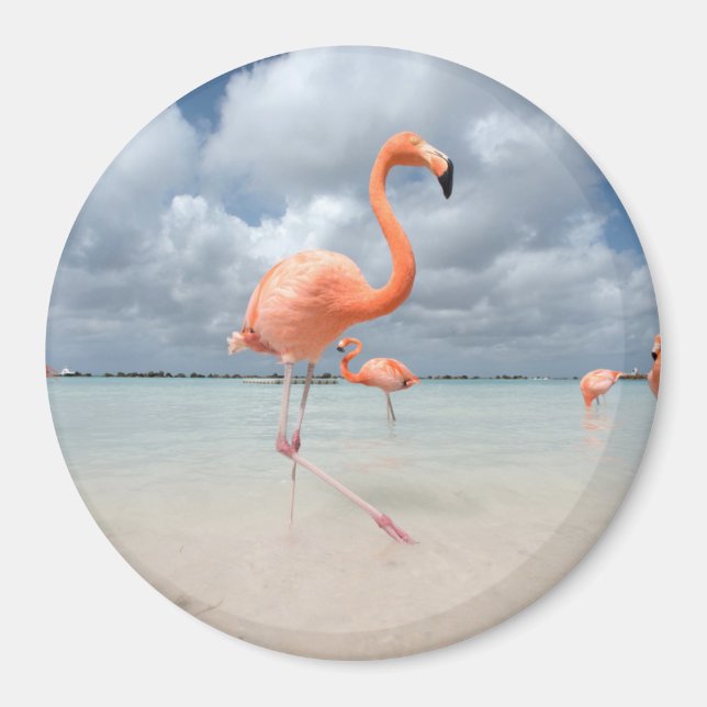 Flamingos Beach Aruba Magnet (Vorne)