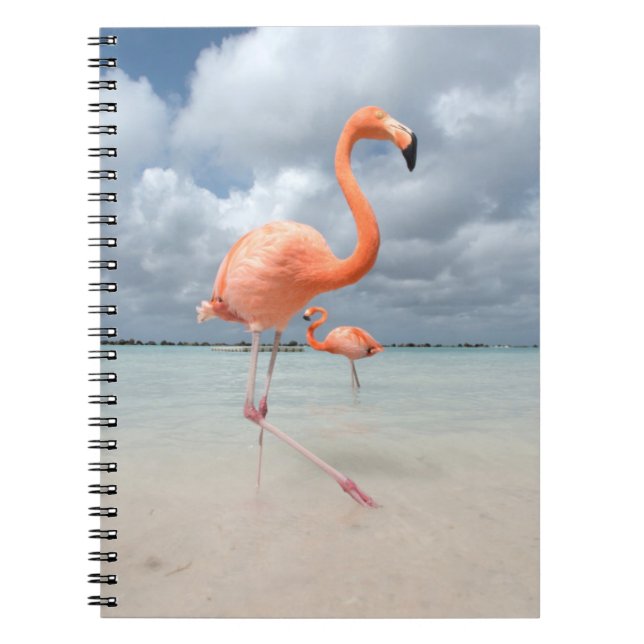 Flamingos Beach Aruba Notizblock (Vorderseite)