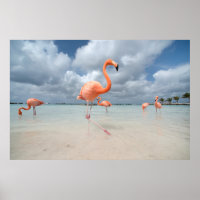 Flamingos Beach Aruba