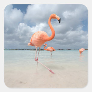 Flamingos Beach Aruba Quadratischer Aufkleber