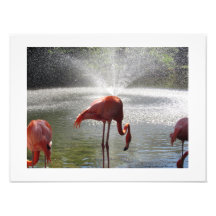 Flamingos bei Fountain Foto Print von Linda Becker