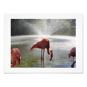 Flamingos bei Fountain Foto Print von Linda Becker