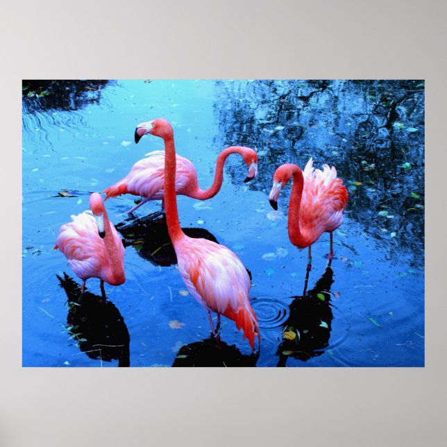Flamingos Dancing Poster (Vorne)