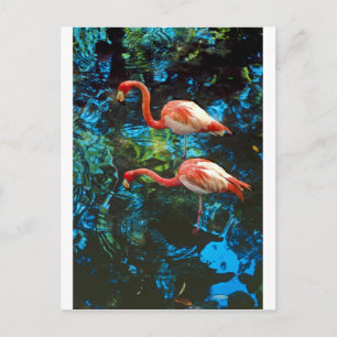 Flamingos FL Postkarte