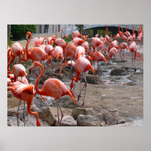 Flamingos Flamingoes Pink Wading Birds Poster