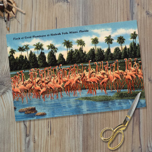 Flamingos-Flock im Hialeah Park Miami Fl Seidenpapier