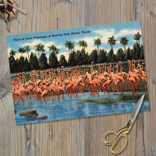 Flamingos-Flock im Hialeah Park Miami Fl Seidenpapier (Von Creator hochgeladen)