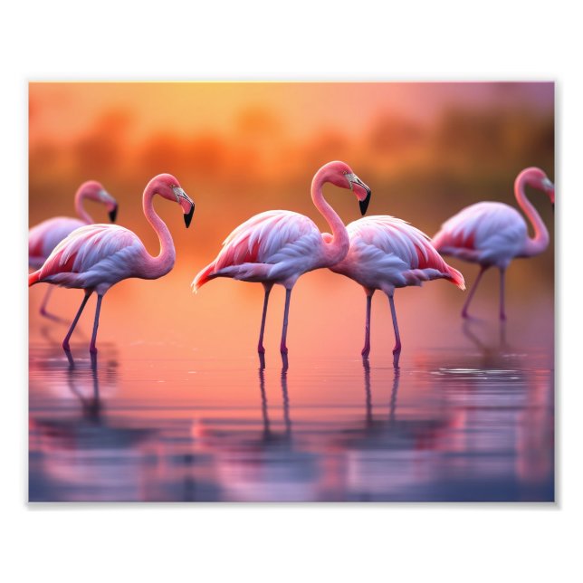 Flamingos Foto Print (Vorne)