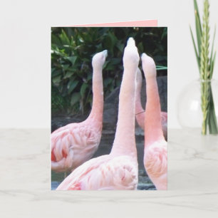 Flamingos, Geburtstagskarte Karte