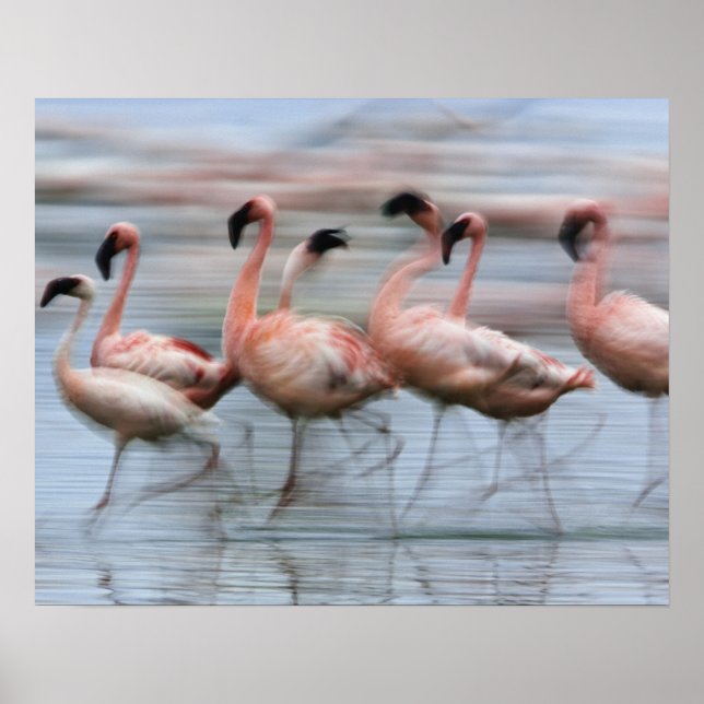 Flamingos in Bewegung, Phoenicopterus Poster (Vorne)