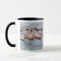 Flamingos in Bewegung, Phoenicopterus