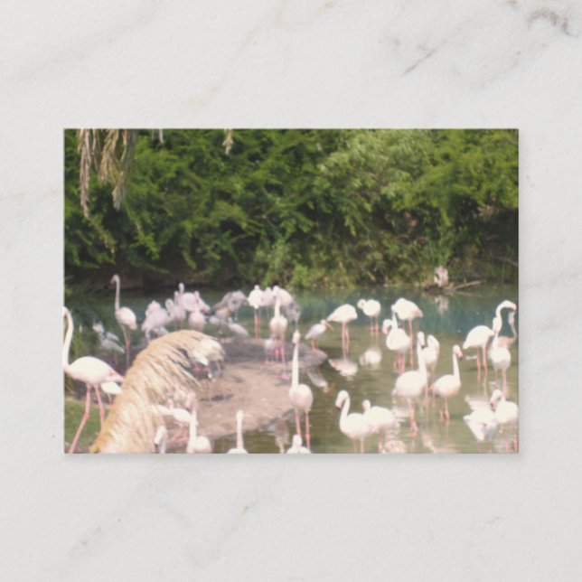 Flamingos in der Freizeit Begleitkarte (Vorderseite)