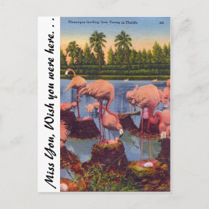 Flamingos in Florida Postkarte