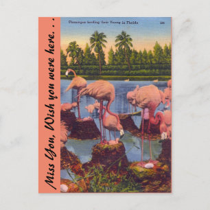 Flamingos in Florida Postkarte