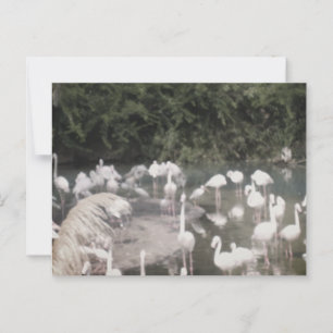 Flamingos in Leisure Postkarte