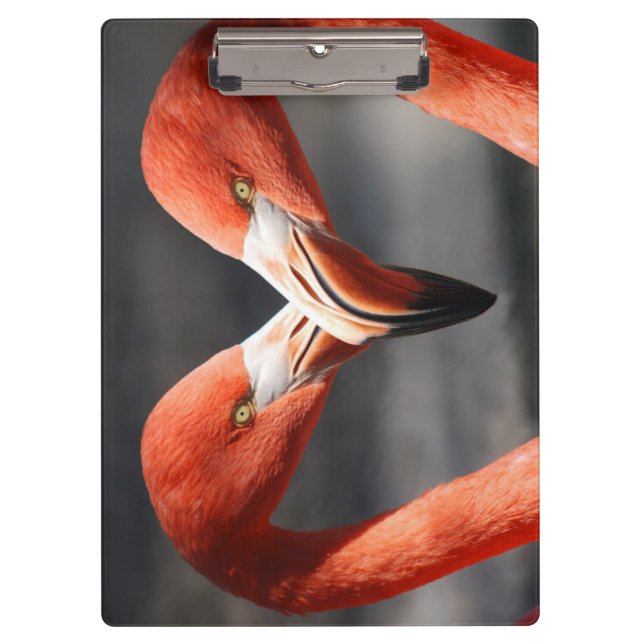 Flamingos in Liebe Klemmbrett (Vorderseite)