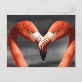 Flamingos in Liebe Postkarte