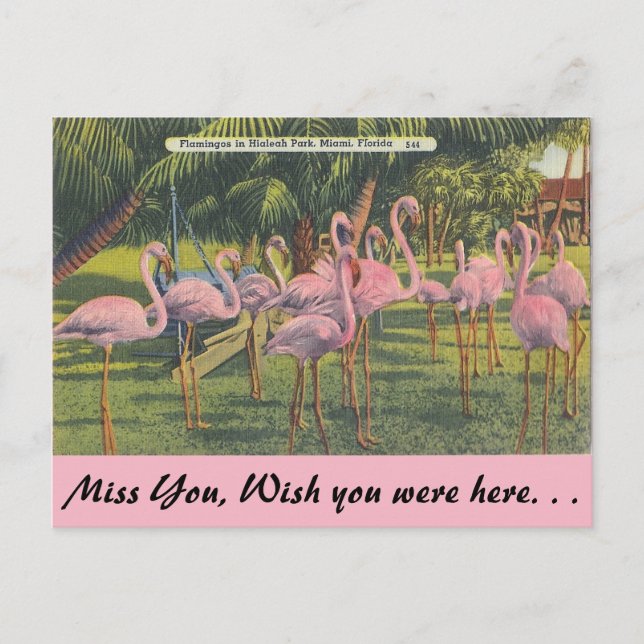 Flamingos in Miami, Florida Postkarte (Vorderseite)