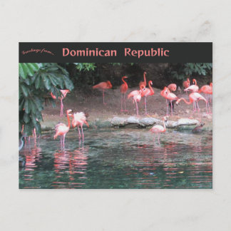 Flamingos in Santo Domingo Dominikanische Republik Postkarte