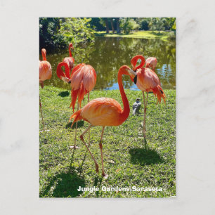 Flamingos, Jungle Gardens, Sarasota Florida Feiertagspostkarte