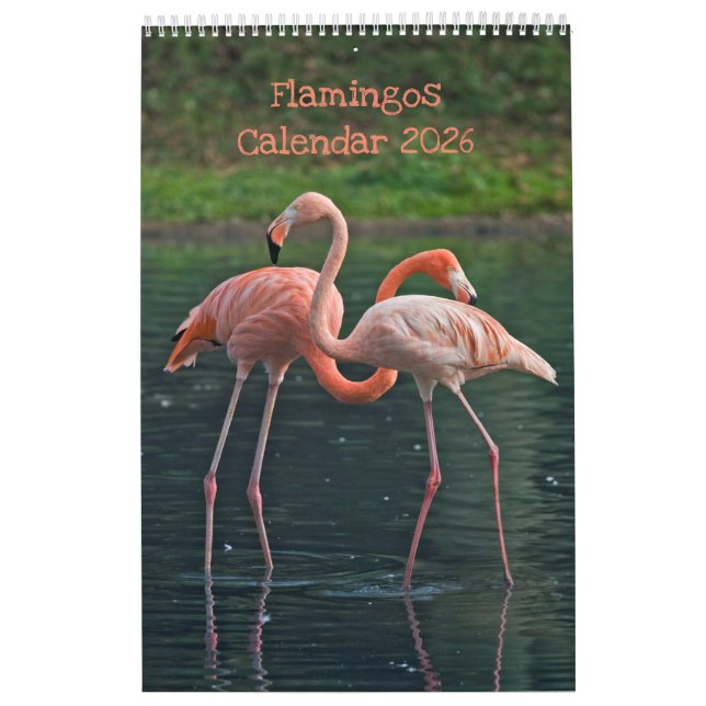 Flamingos-Kalender Kalender (Titelbild)
