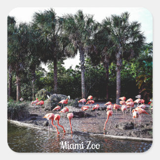 Flamingos, Miami, Florida Quadratischer Aufkleber