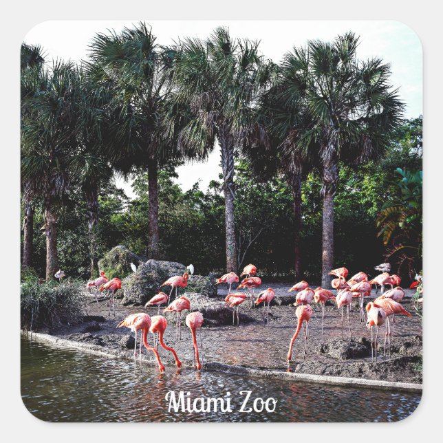 Flamingos, Miami, Florida Quadratischer Aufkleber (Vorderseite)
