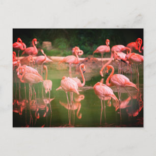 Flamingos Pink Postkarte