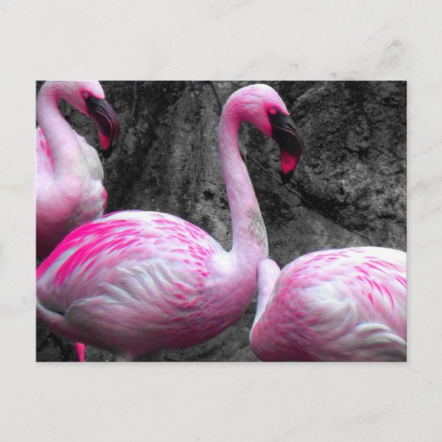 ~Flamingos~ POSTCARD Postkarte (Vorderseite)