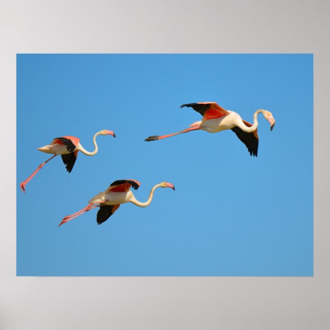 Flamingos Poster (Vorne)