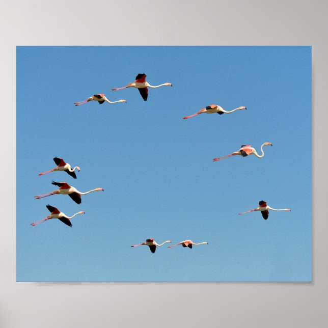 Flamingos Poster (Vorne)