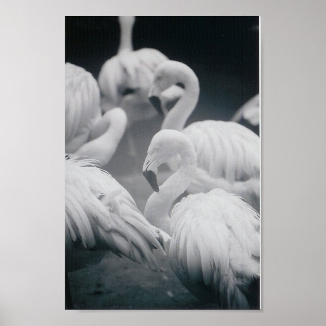 Flamingos Poster (Vorne)