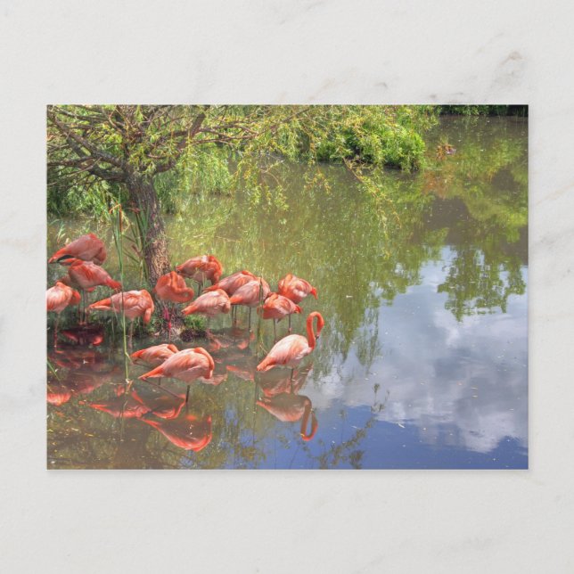 Flamingos Postkarte (Vorderseite)