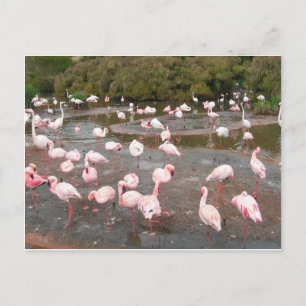 Flamingos Postkarte