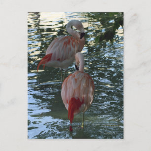 Flamingos Postkarte