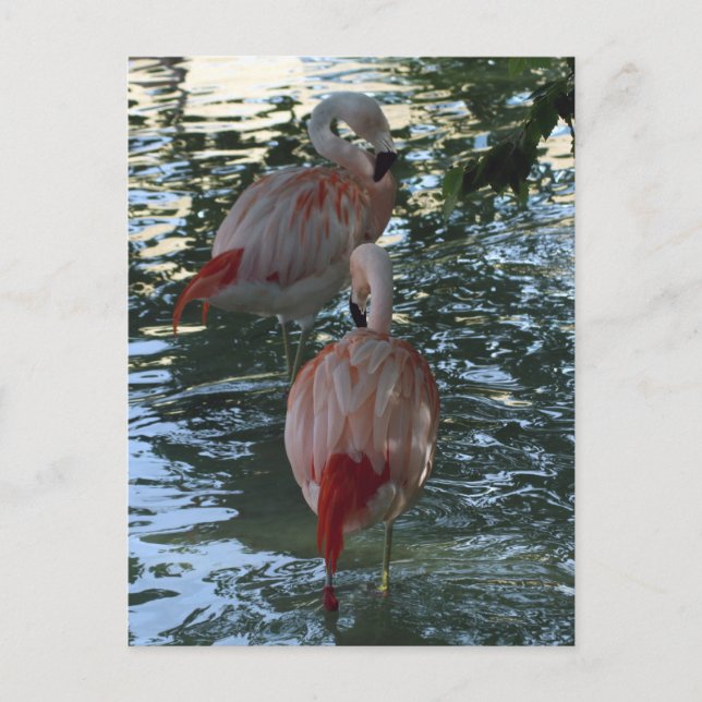 Flamingos Postkarte (Vorderseite)